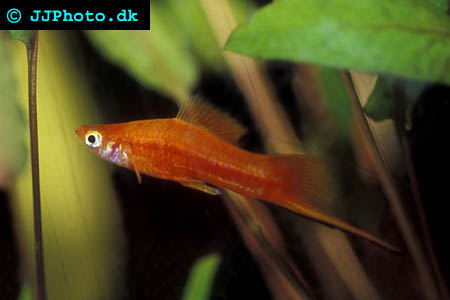 male Swordtail - Xiphophorus hellerii picture