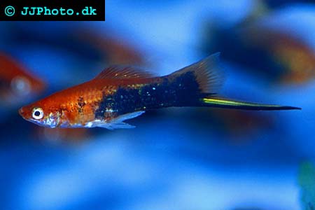 swordtail fish