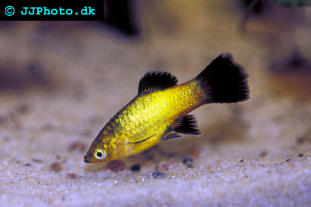 platy fish Picture