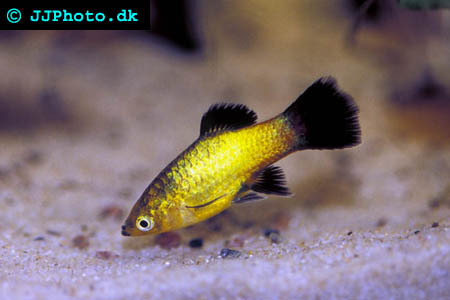 platy - Xiphophorus maculatus picture