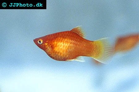 Xiphophorus maculatus - platy picture