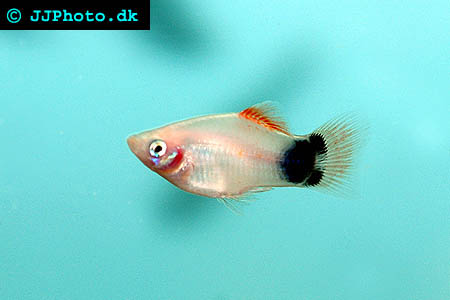 Picture of platy fish