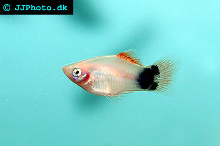 IKAN PLATY « Zona_ik@n