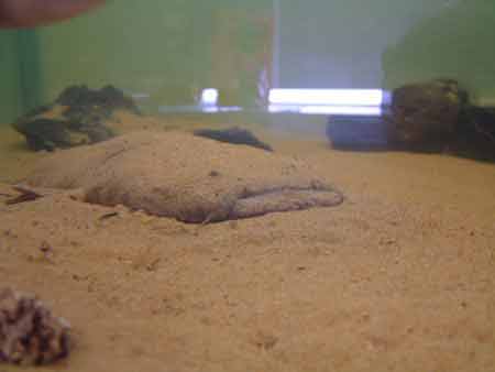 Lophiosilurus alexandri