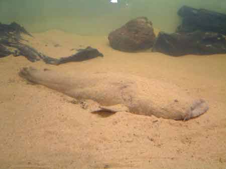 Lophiosilurus alexandri