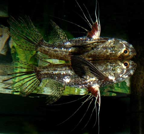 freshwater butterfly fish