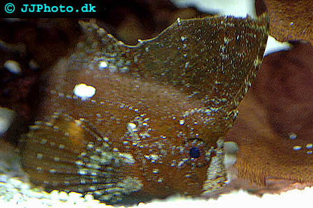 Cockatoo waspfish Picture