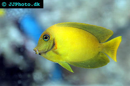 Chocolate surgeonfish Picture