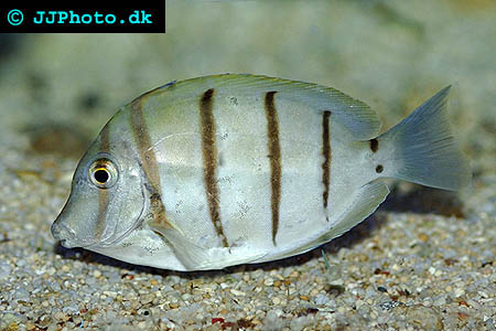 Acanthurus triostegus picture