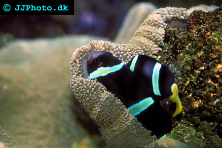 two black clownfish