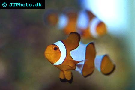 percual clownfish picture