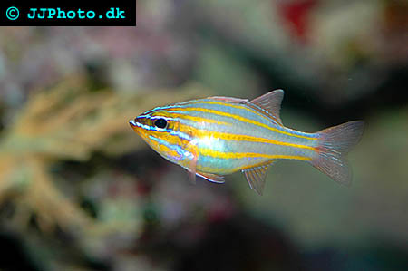 Yellowstriped cardinalfish picture