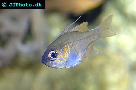 Apogon leptacanthus, Threadfin cardinalfish picture