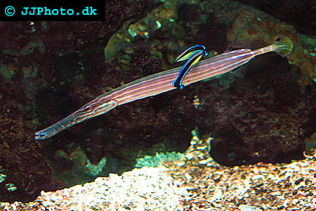 Chinese trumpetfish Picture