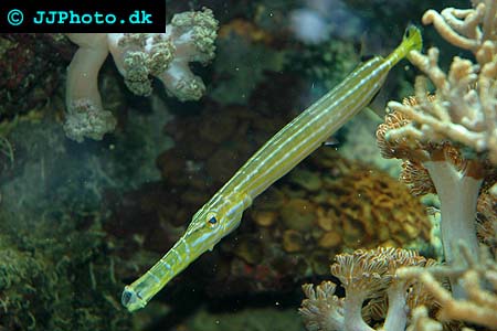Aulostomus chinensis, Chinese trumpetfish picture