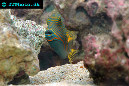 Orange-lined triggerfish Picture