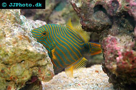  Balistapus undulatus, Orange-lined triggerfish picture 