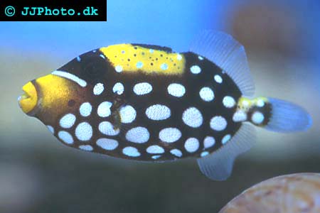 Clown triggerfish picture
