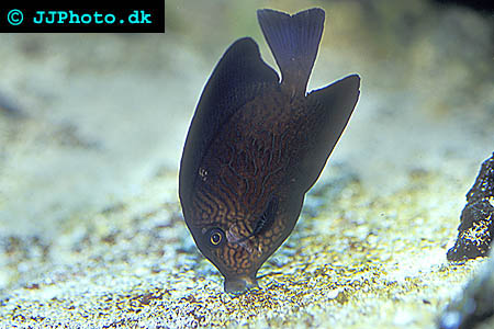 Ctenochaetus hawaiiensis, Chevron tang picture