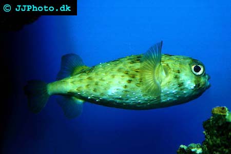 diodon hystrix - porcupine puffer fis picture