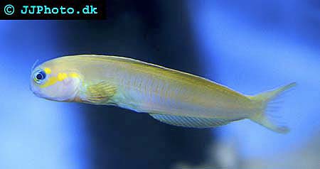 Persian blenny picture