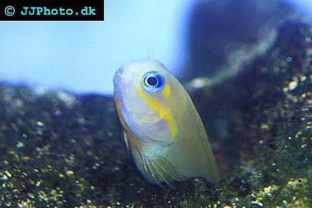 Ecsenius midas, Persian blenny picture