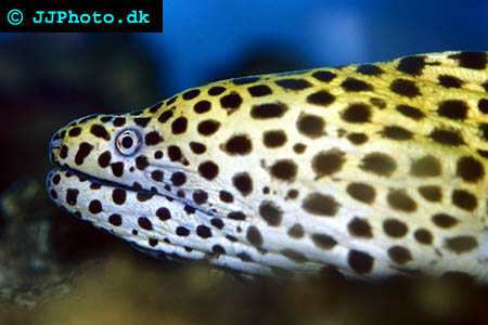 Gymnothorax favagineus moray eel Picture