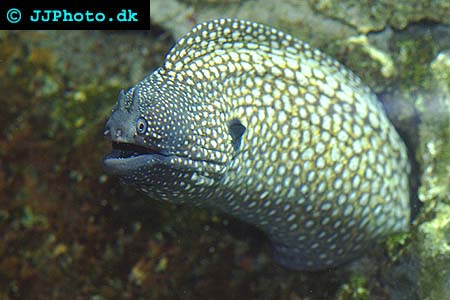 Gymnothorax meleagris moray eel picture