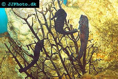 Hippocampus kuda sea horse Picture