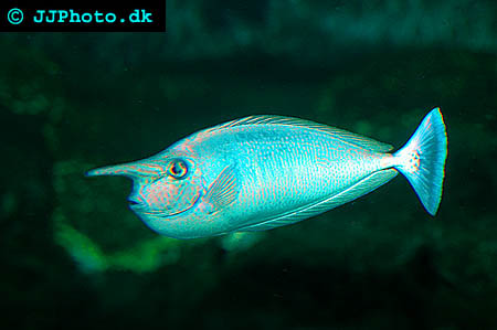 Whitemargin unicornfish picture
