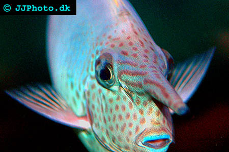 Naso annulatus, Whitemargin unicornfish picture