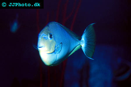 Naso brevirostris, Spotted unicornfish picture