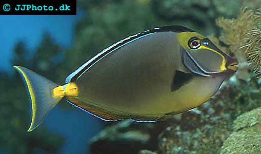 Orangespine unicornfish picture