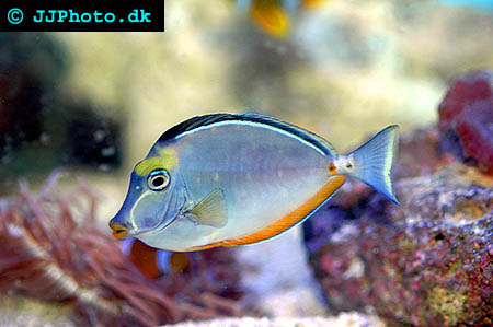 Naso lituratus, Orangespine unicornfish picture