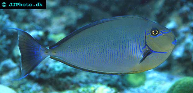 Bignose unicornfish Picture (Naso vlamingi)