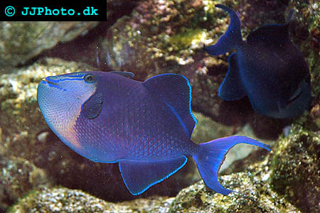  Redtoothed triggerfish picture