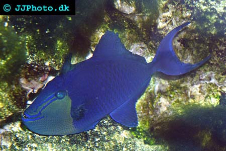 Odonus niger, Redtoothed triggerfish picture