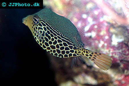 Boxfish picture