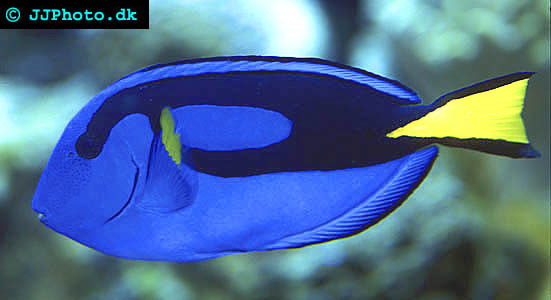 Palette surgeonfish Picture - Paracanthurus hepatus
