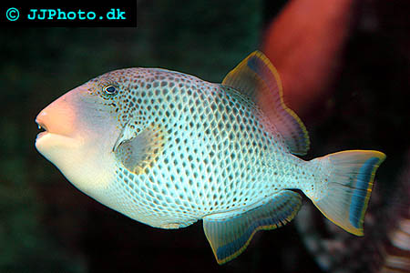 Yellowmargin triggerfish picture