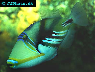Blackbar triggerfish Picture