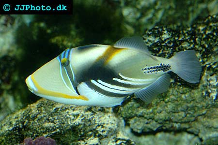  Rhinecanthus aculeatus, Blackbar triggerfish picture 