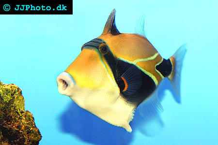 Wedge-tail triggerfish picture