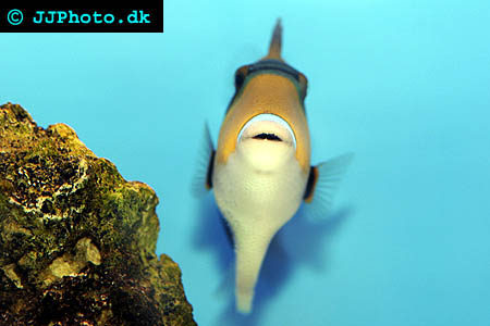 Rhinecanthus rectangulus, Wedge-tail triggerfish picture