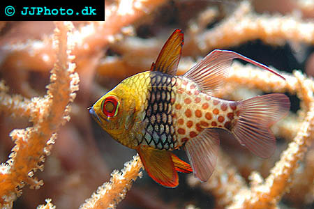  Pajama cardinalfish picture