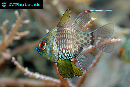 Sphaeramia nematoptera, Pajama cardinalfish picture