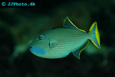 Redtail triggerfish picture