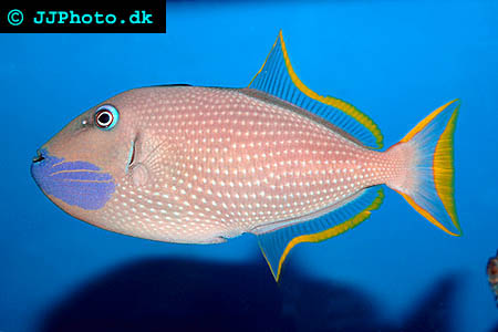 Xanthichthys mento, Redtail triggerfish picture