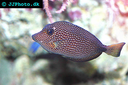 Spotted tang picture