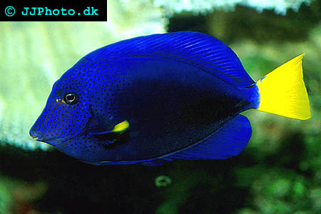 Yellowtail tang picture